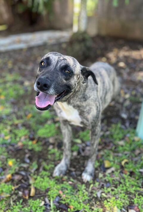 Donna, femelle, croisée berger, née le 10/09/2023 380 14000 Caen