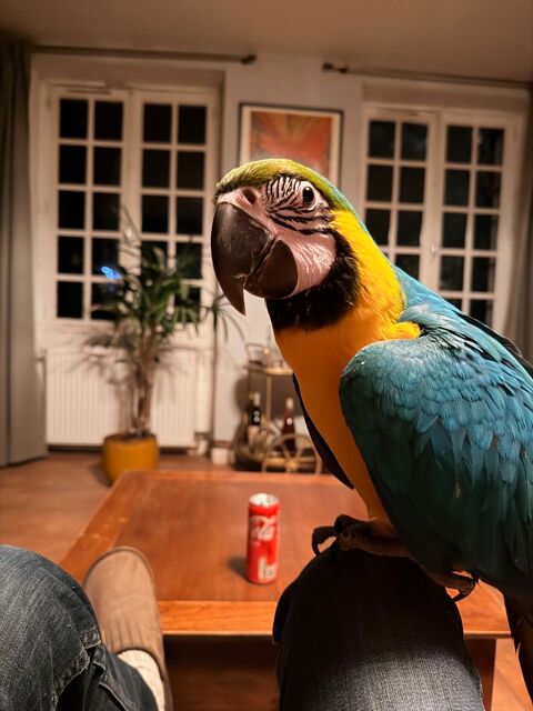 Ara Ararauna 0 75020 Paris