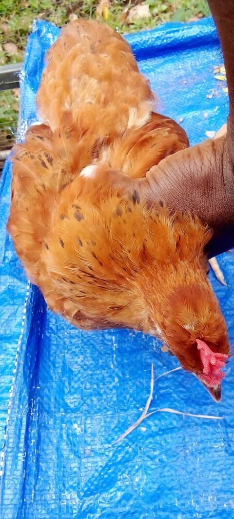 coquelets et poulettes crois&eacute;s pondeuse et coq de soie 15 97230 Sainte-marie