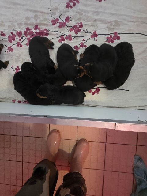 Rottweiler 950 77750 Saint-cyr-sur-morin