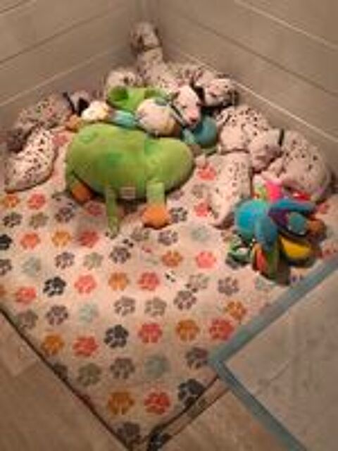   chiots Dalmatien 