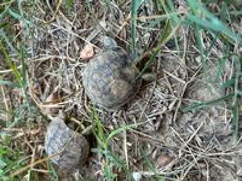   Tortues de terre nées en août 2026  