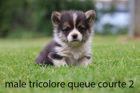 Chiots welsh corgi pembroke 53220 Larchamp