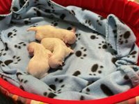   Bichons maltais  