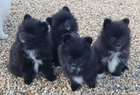   Chiot Spitz nains Poméraniens 