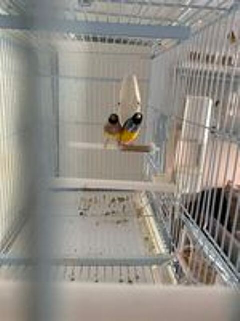   couple diamant de gould , male poitrine bleu 