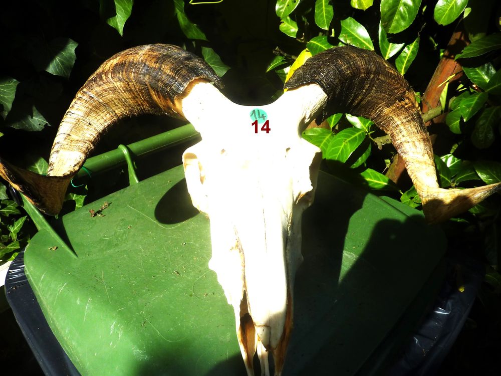 T&ecirc;tes de brebis Manech Décoration