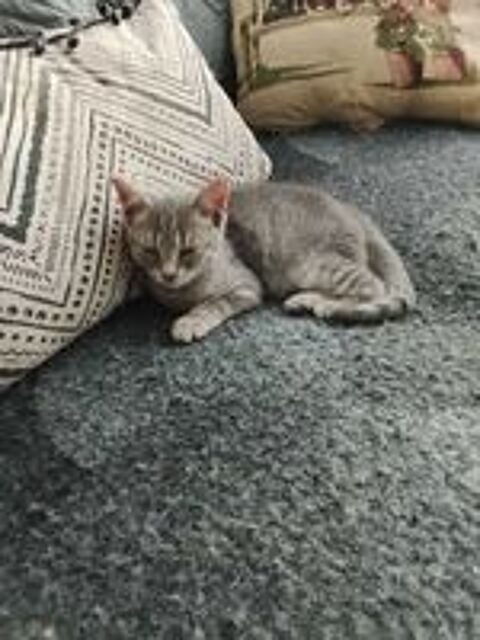   chatons a adopte 