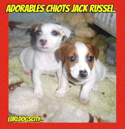  SPLENDIDES Chiots JACK RUSSEL 890 82000 Montauban