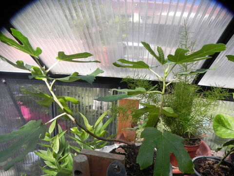 figuiers de diff�rentes tailles 12 Villars-les-Dombes (01)