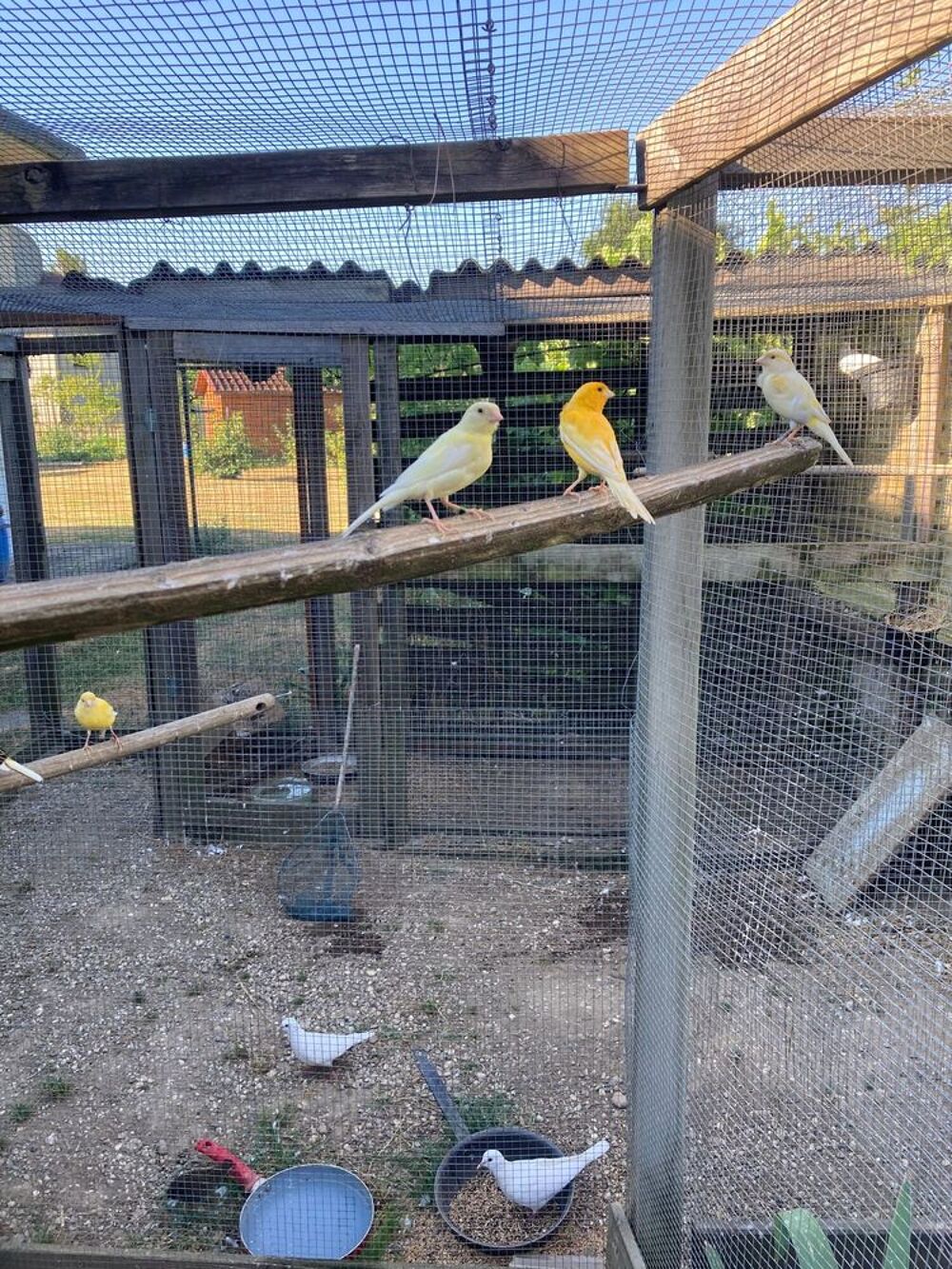   canaris 