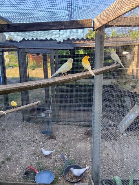 canaris 18 38630 Corbelin