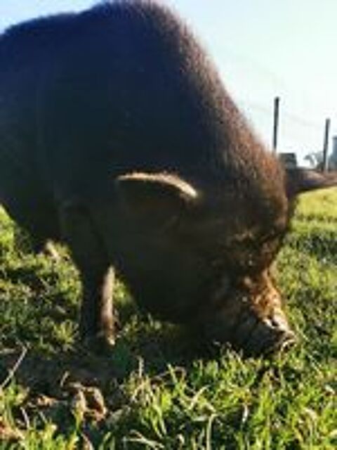   Cochon  nain 