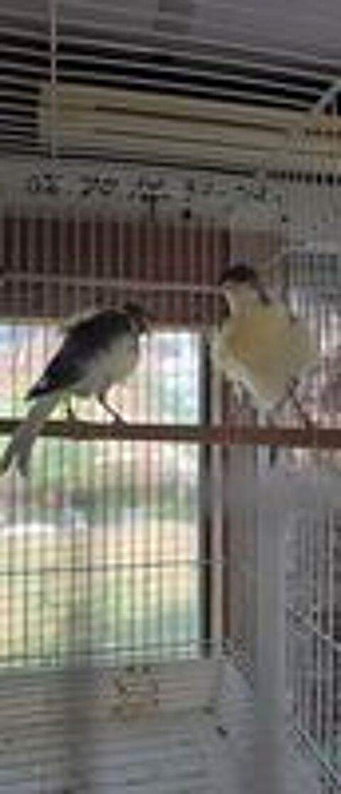   canaris 