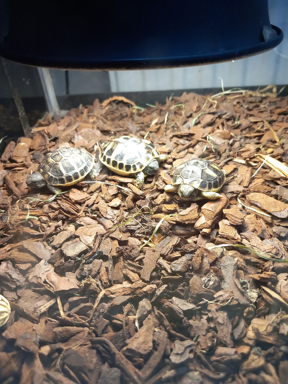   tortues ? 