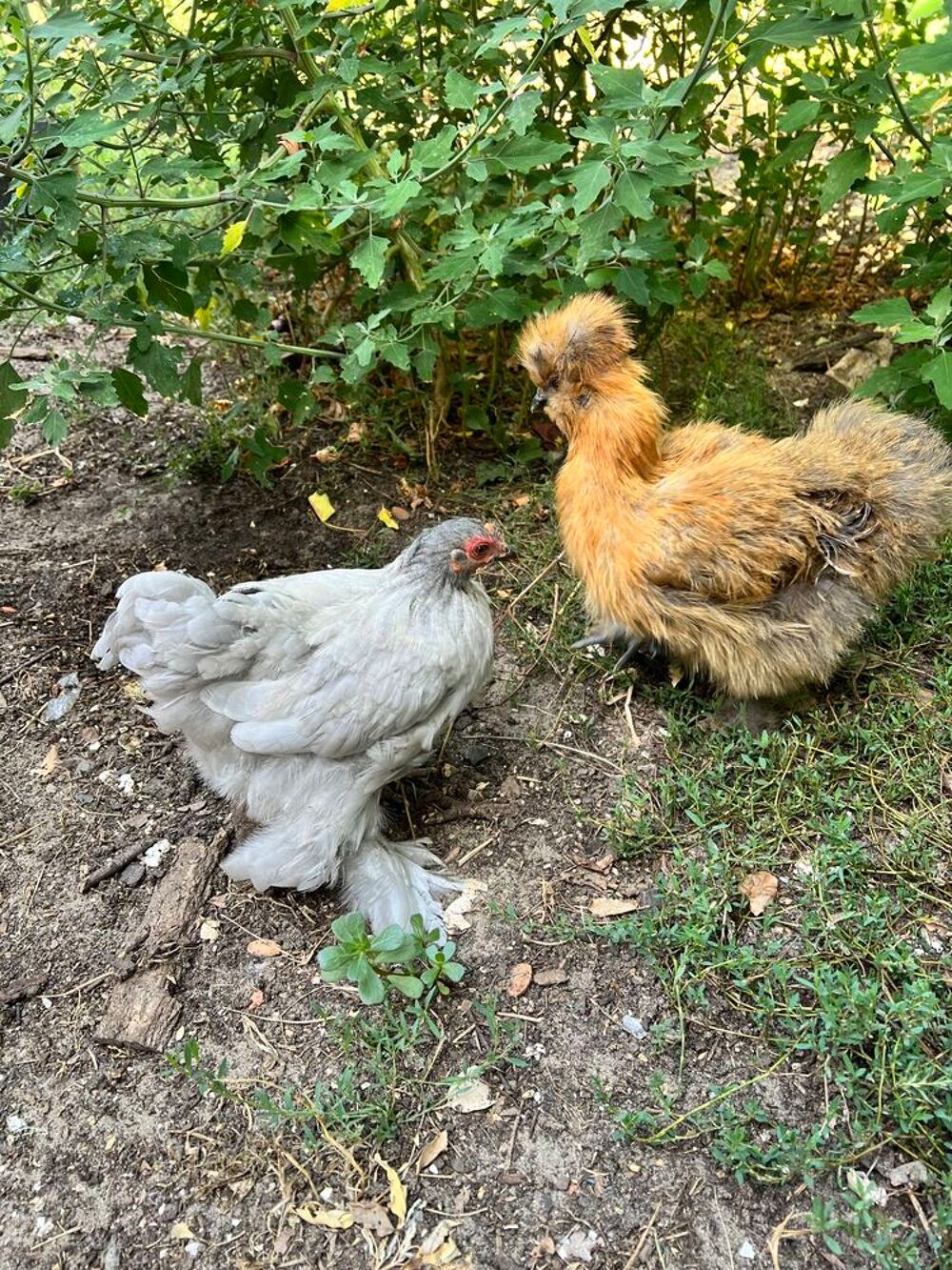 Poules de race P&eacute;kin et soie Silky Jardin