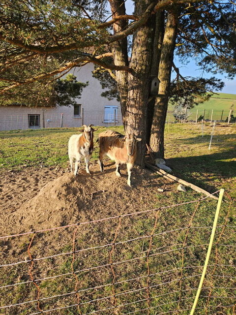 Boucs nain castr&eacute;s 65 43170 Saugues