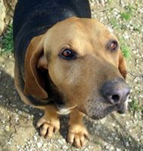   SOS Tommy 6 ans de refuge! 