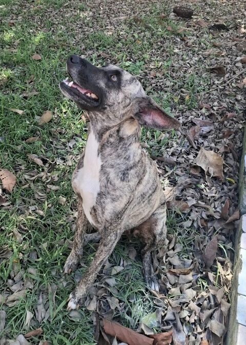 Donna, femelle, crois&eacute;e berger, n&eacute;e le 10/09/2023 380 41000 Blois