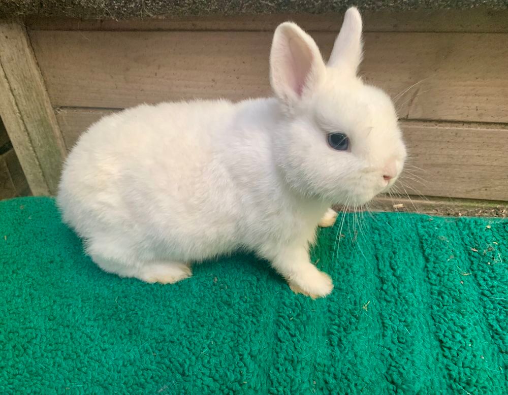   Bébé lapin nain Polonais 