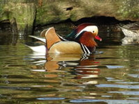   canard d'ornement 