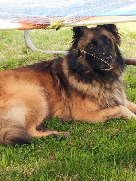 garde animaux 0 85440 Avrill