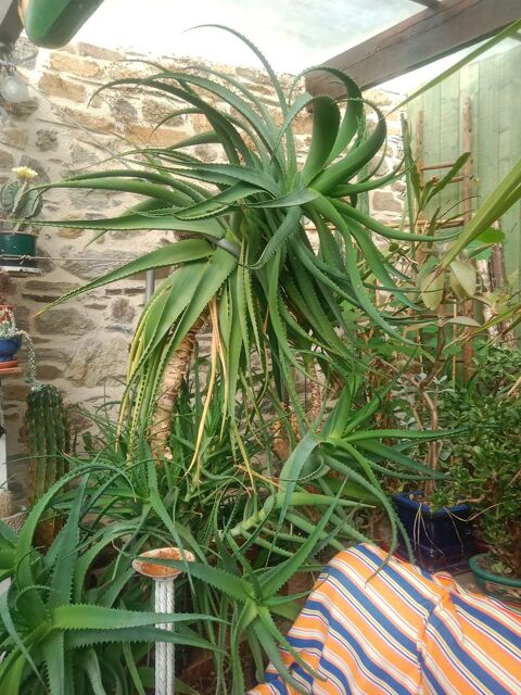 Plantes alo�s V�ra 5 Rieux (56)