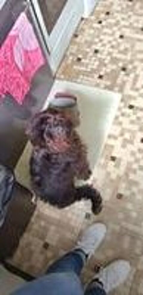   Chien BOUBA à l adoption 