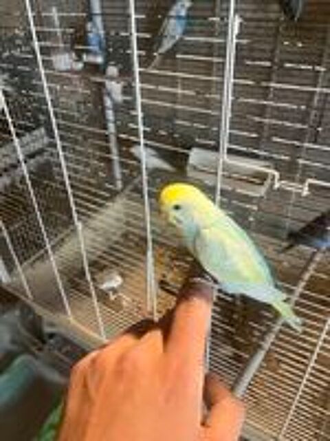   Perruche apprivoiser  