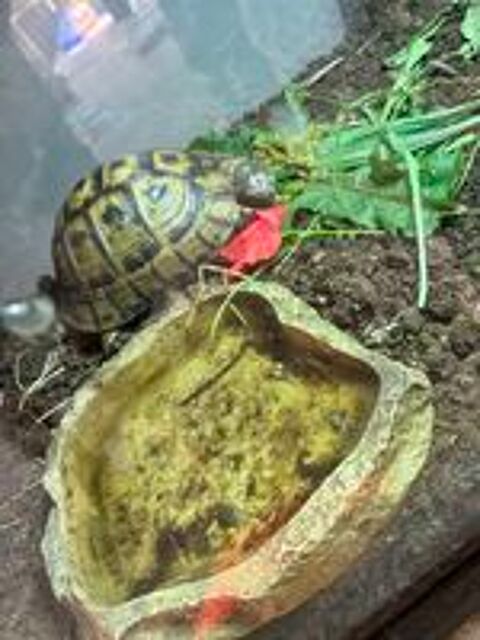   4 tortues  