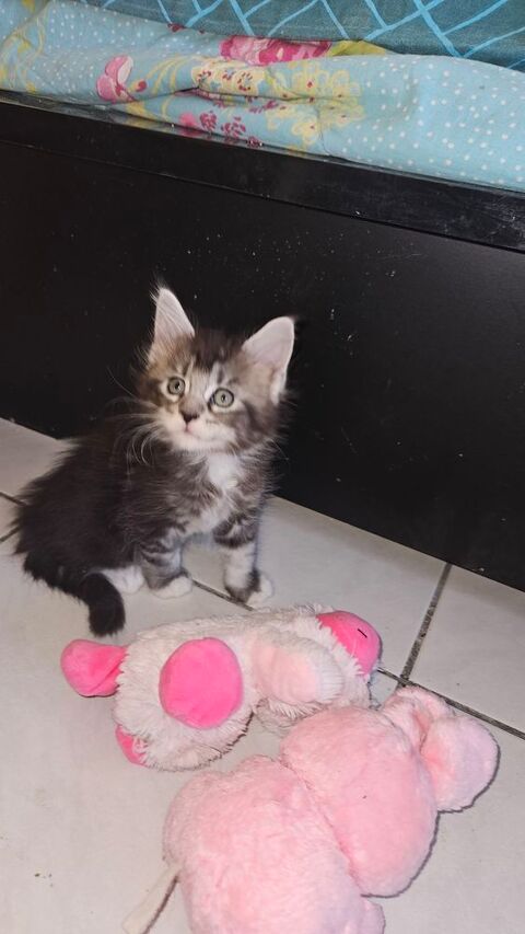 CHATONS A RESERVERS 1000 66280 Saleilles