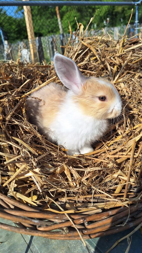 Lapins bélier nain à l'adoption 50 44390 Nort-sur-erdre