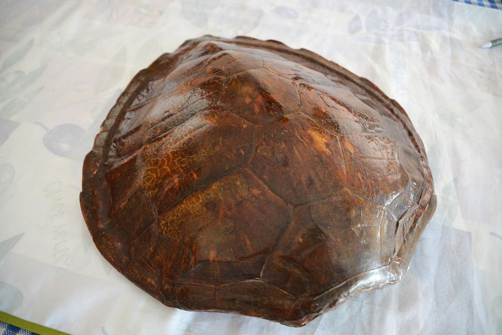 Tortue Mer Décoration