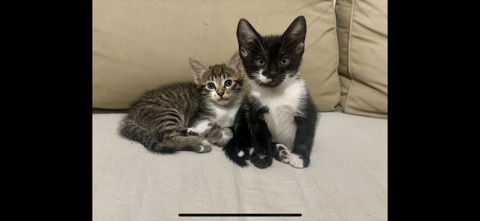 Chatons 2 mois mâle et femelle 0 73000 Chambry