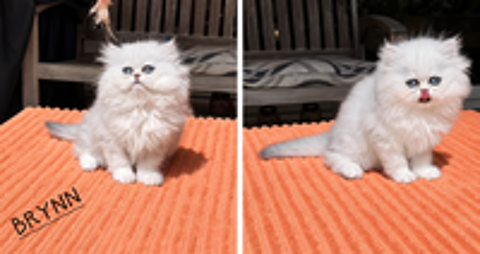  3 CHATONS PERSAN CHINCHILLA - LOOF - 