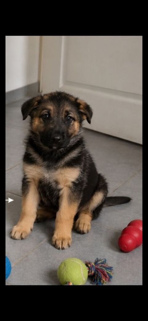 Chiot berger allemand femelle 560 27210 Fort-moville