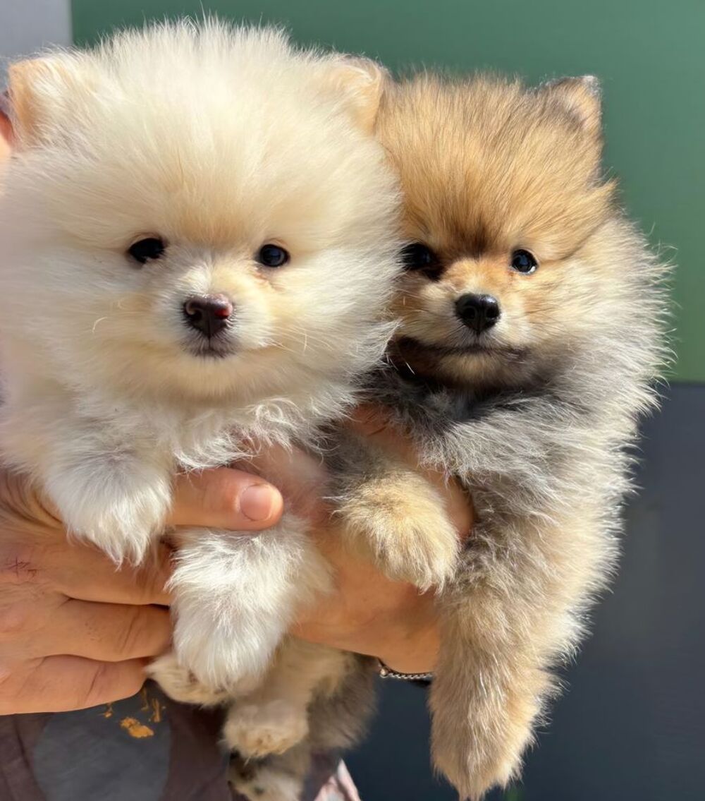   Spitz nain , loulou de pomeranie 
