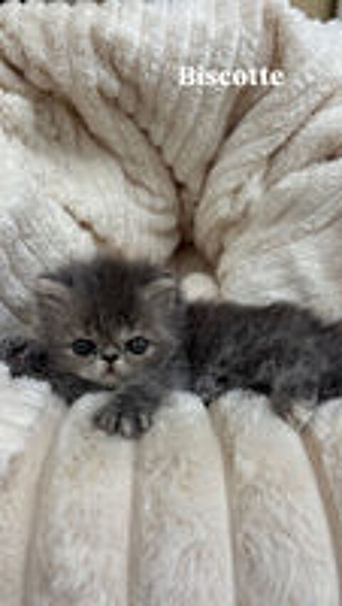   Chaton persan LOOF 
