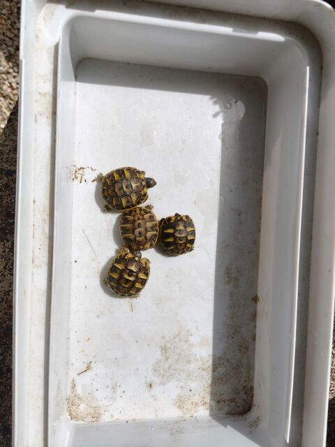 Bebes tortue
40 13480 Calas