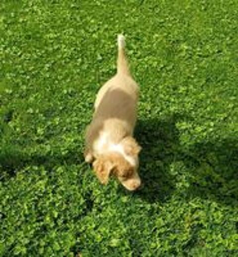   Chiot Épagneul breton 