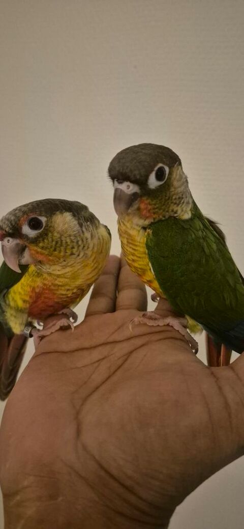 Conure molinae eam 220 95190 Goussainville