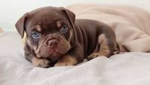   Magnifiques chiots American Bully FBKC 