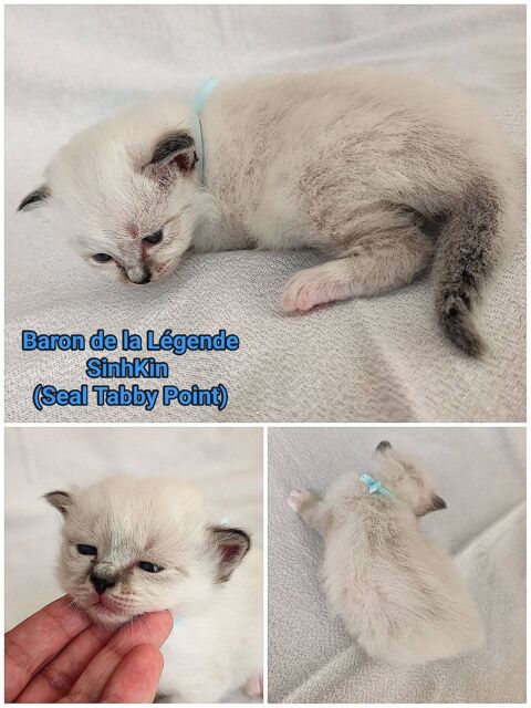 Chatons Sacr&eacute; de Birmanie LOOF 1300 89310 Annay-sur-serein