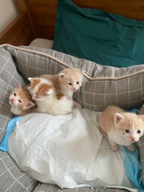 Chatons mis long 0 64000 Pau