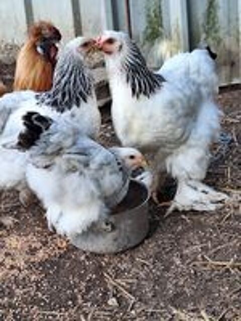   Poule et coq brahma blanche hermine noir  