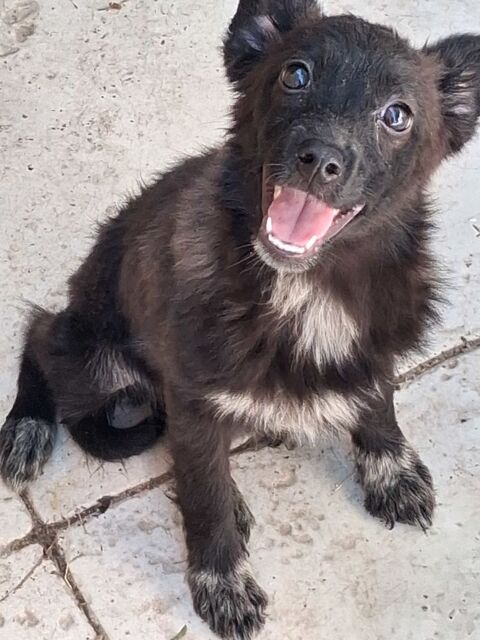 LABRADOR 0 13700 Marignane
