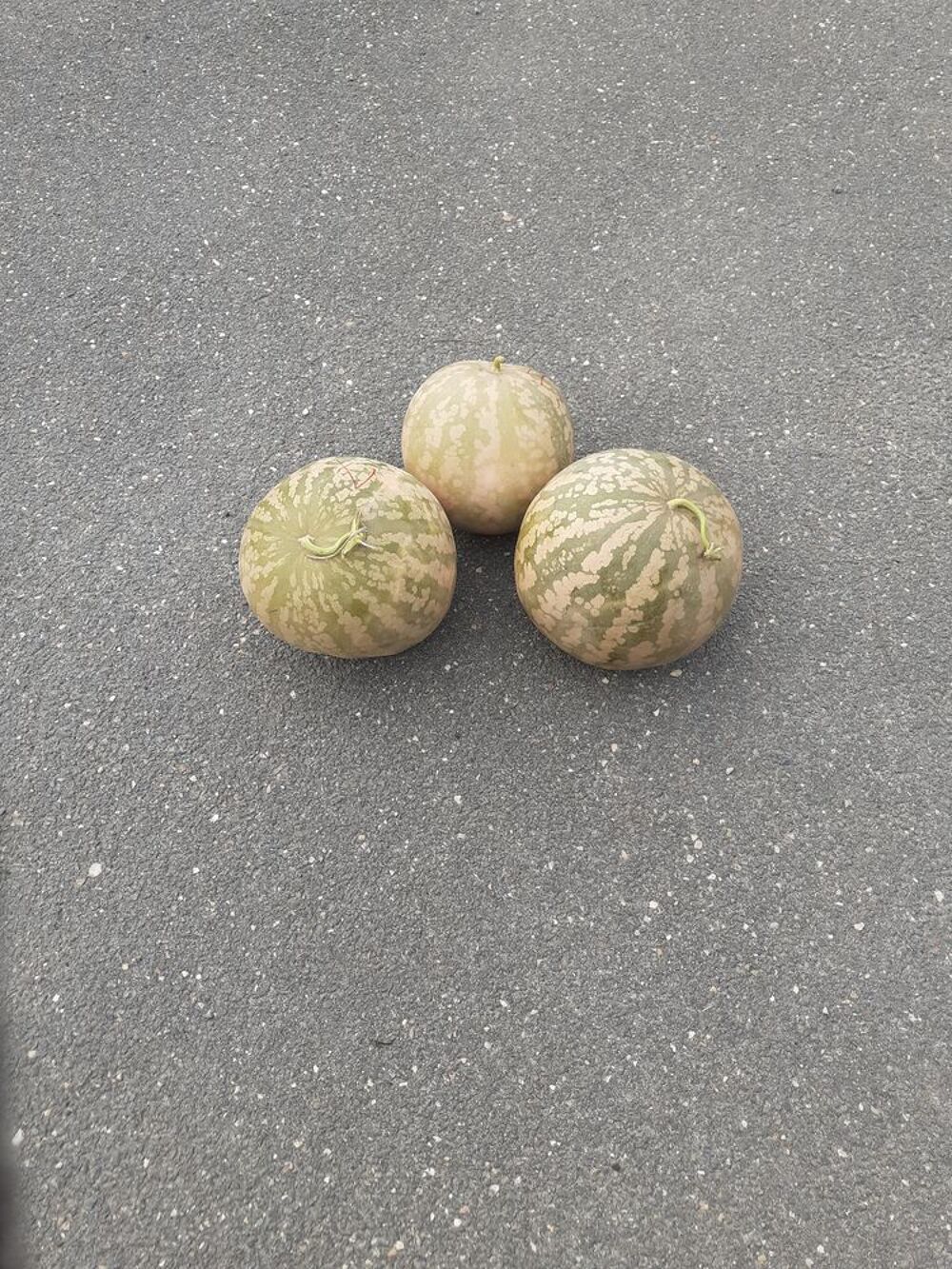 MELONS A CONFITURE * Jardin