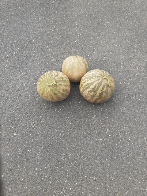 MELONS A CONFITURE * 1.2 Portets (33)