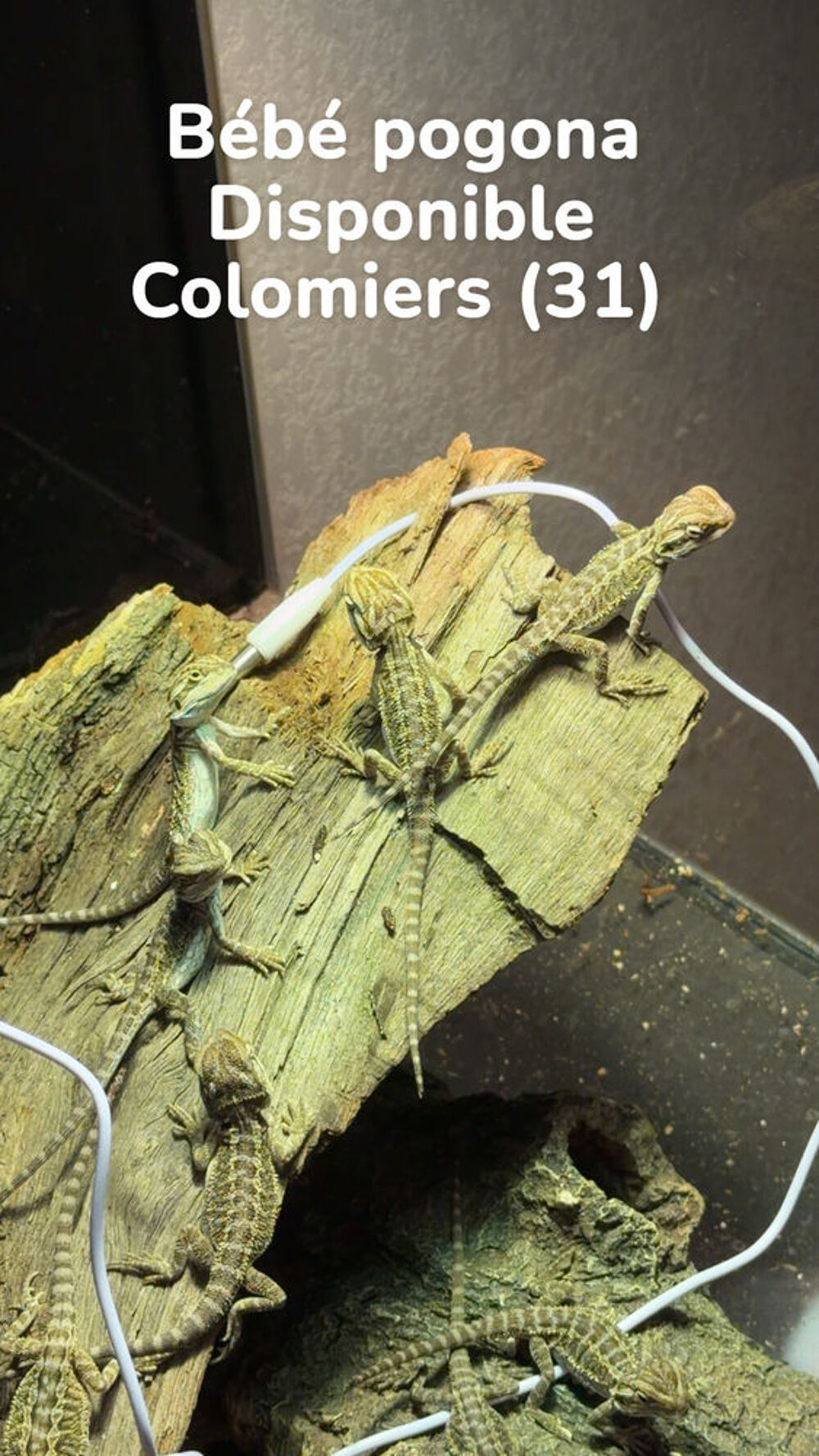   pogona juvénile  