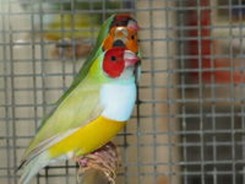   diamant gould 